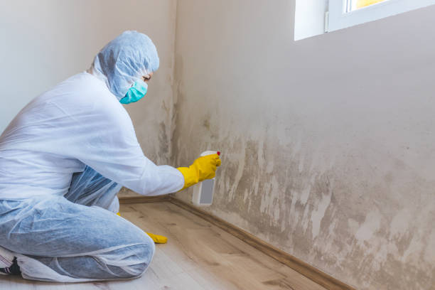 Licensed Basement Mold Remediation service in Butler, NJ - Car Mold Remediation