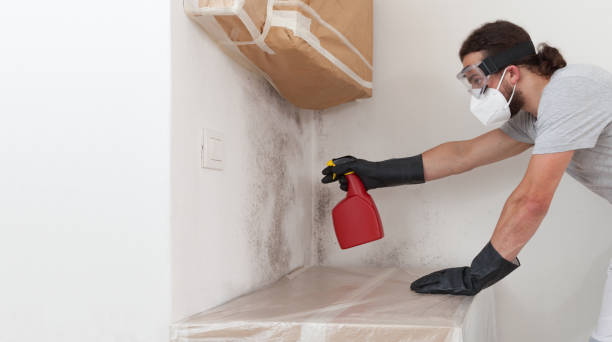 Professional Basement Mold Remediation technician working in Butler, NJ