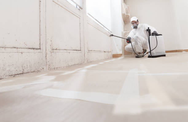 24/7 Emergency Basement Mold Remediation experts in Butler, NJ