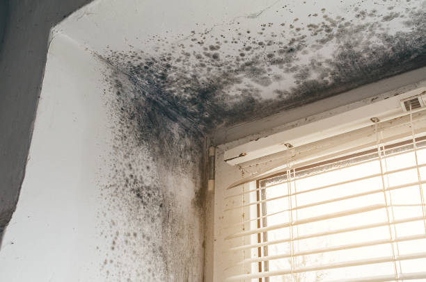 Affordable Basement Mold Remediation solutions in Butler, NJ
